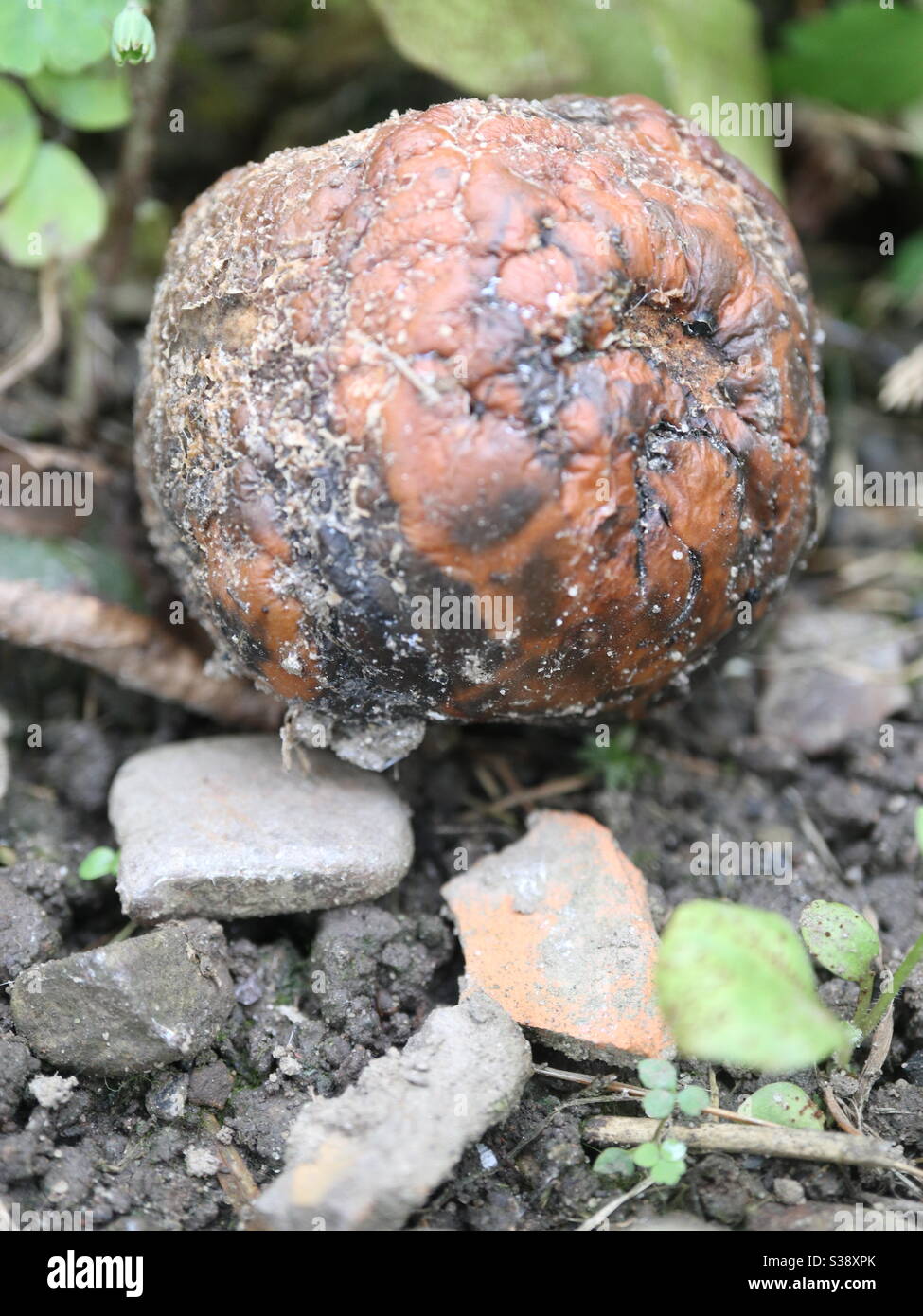 Fauler Apfel immer eins im Fass Stockfoto