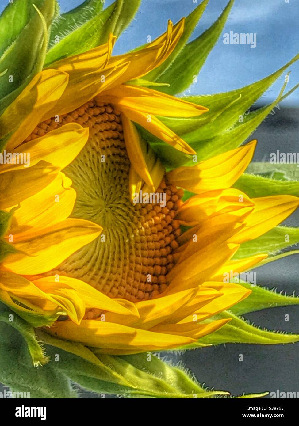 Sonnenblumenöffnung in warmem Sonnenlicht Stockfoto