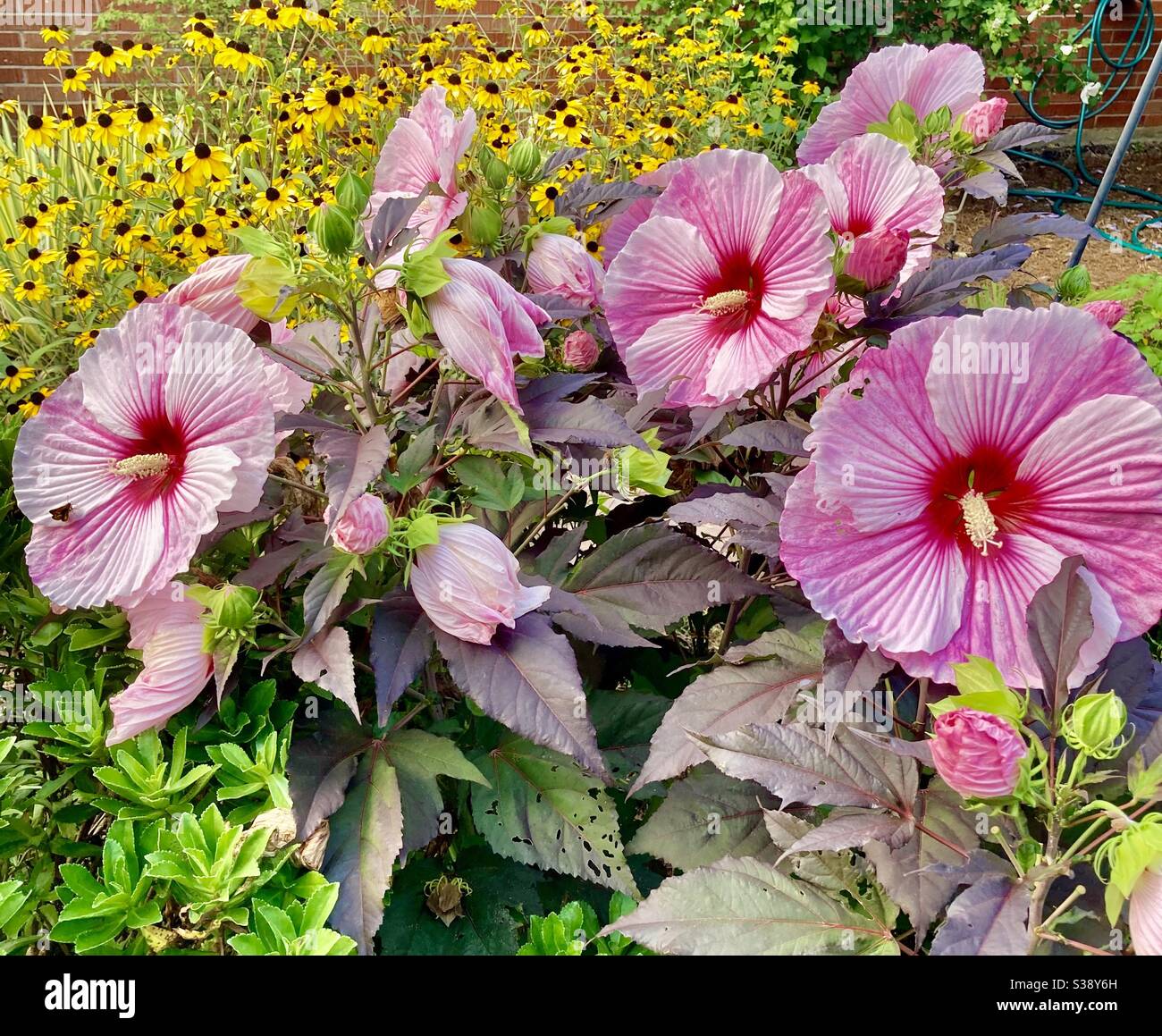 Essteller rosa Hibiskus und schwarz Augen Susan's Stockfoto