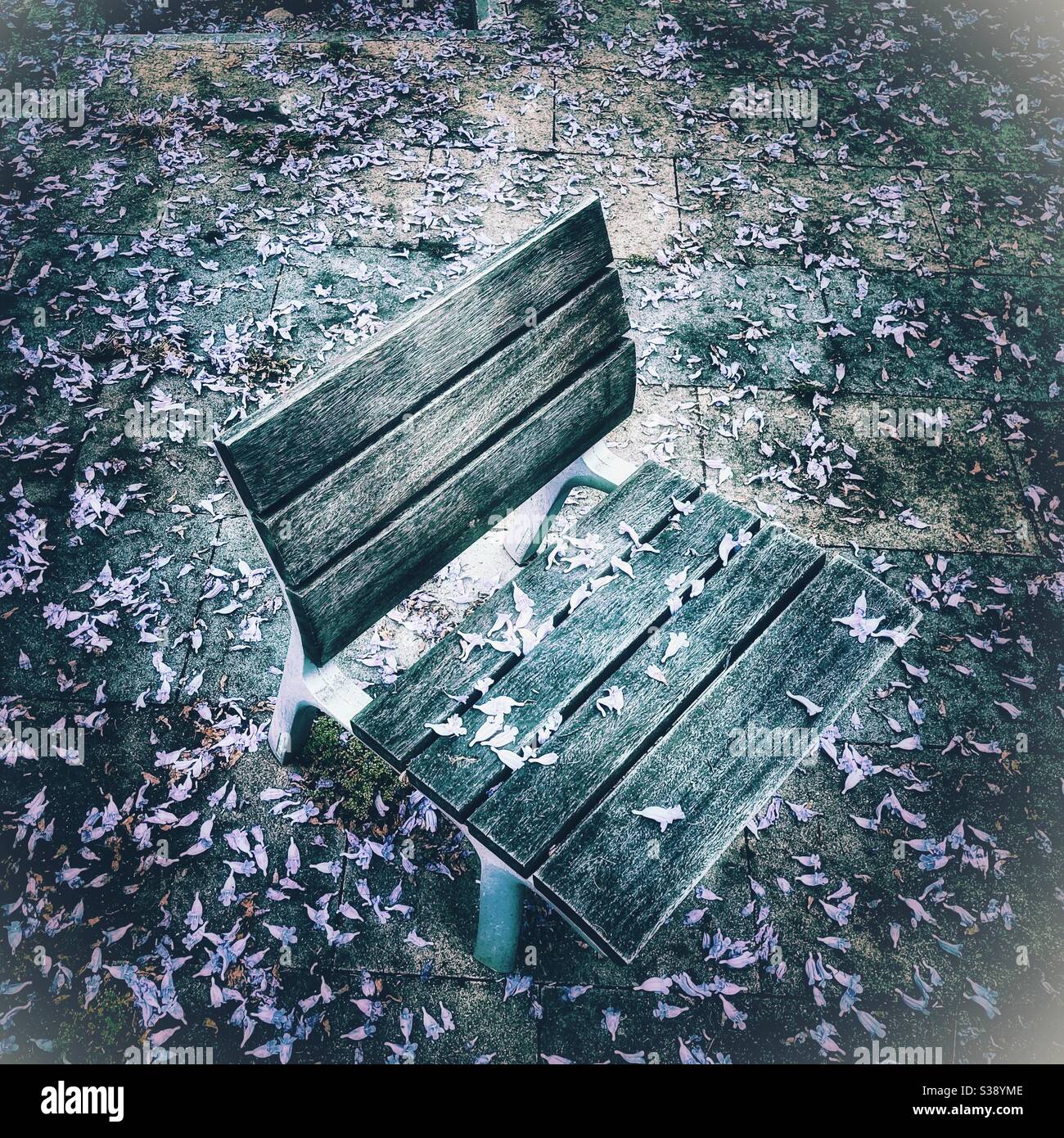 Bank mit lila Blättern bedeckt Stockfoto