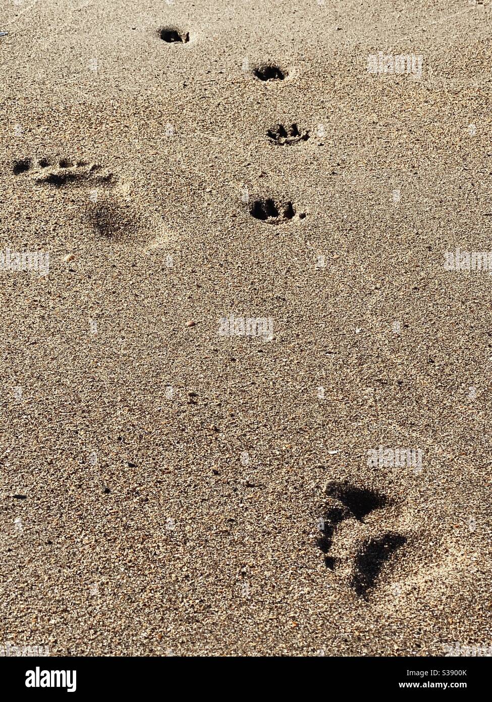 Fußabdrücke von Menschen und Hundepfoten im Sand Zur gleichen Zeit im Morgenlicht Stockfoto
