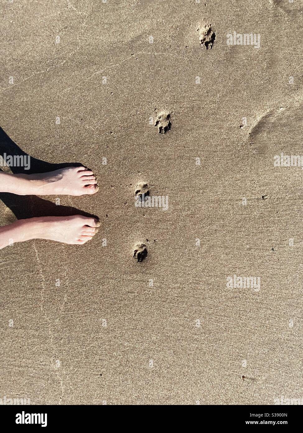 Zwei menschliche Füße und vier Pfoten im Sand, im Morgenlicht und Schatten, Großbritannien, Nordwales Stockfoto
