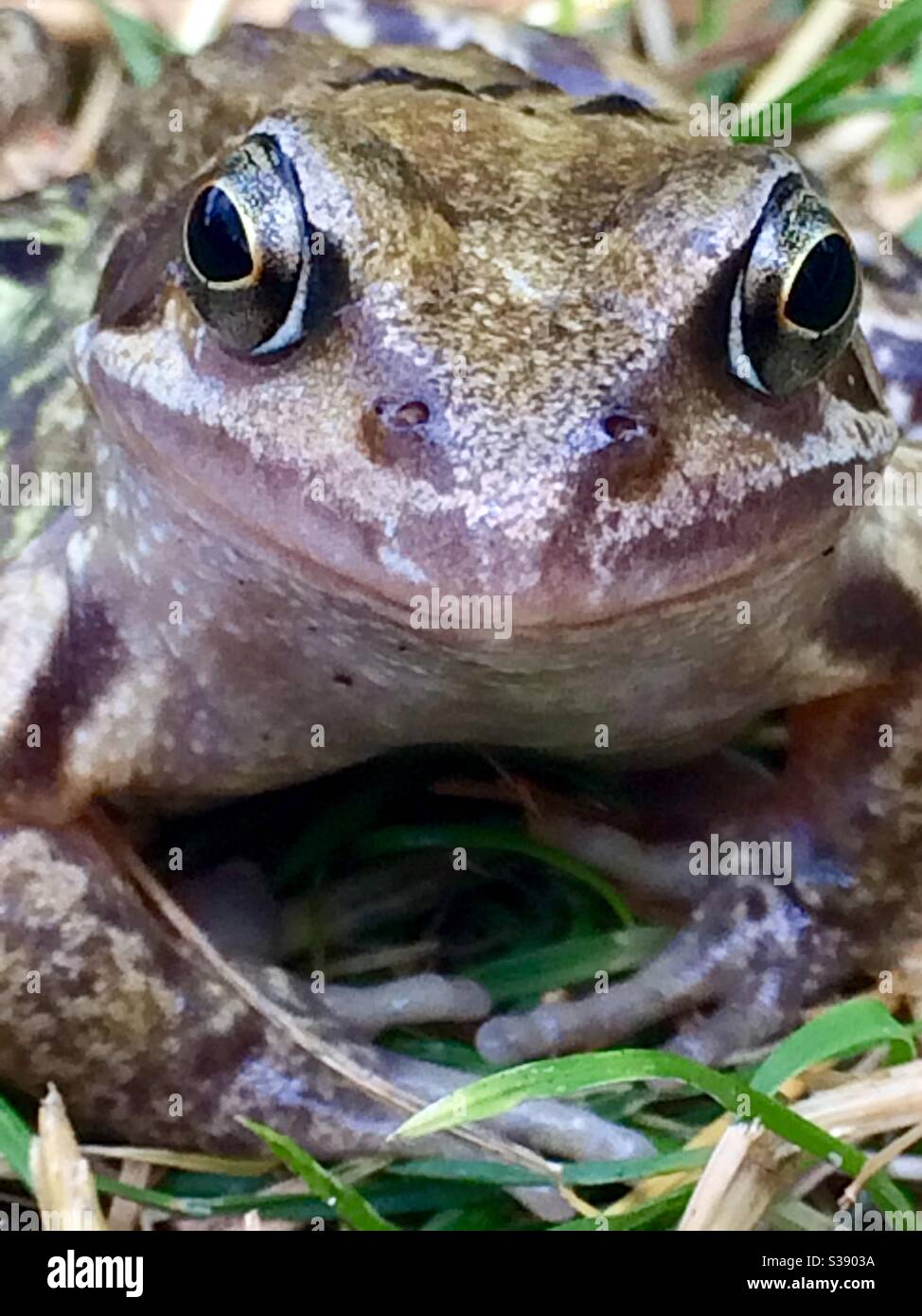 Gewöhnlicher Frosch, close.up - Smartphone-aufgenommenes Stockfoto