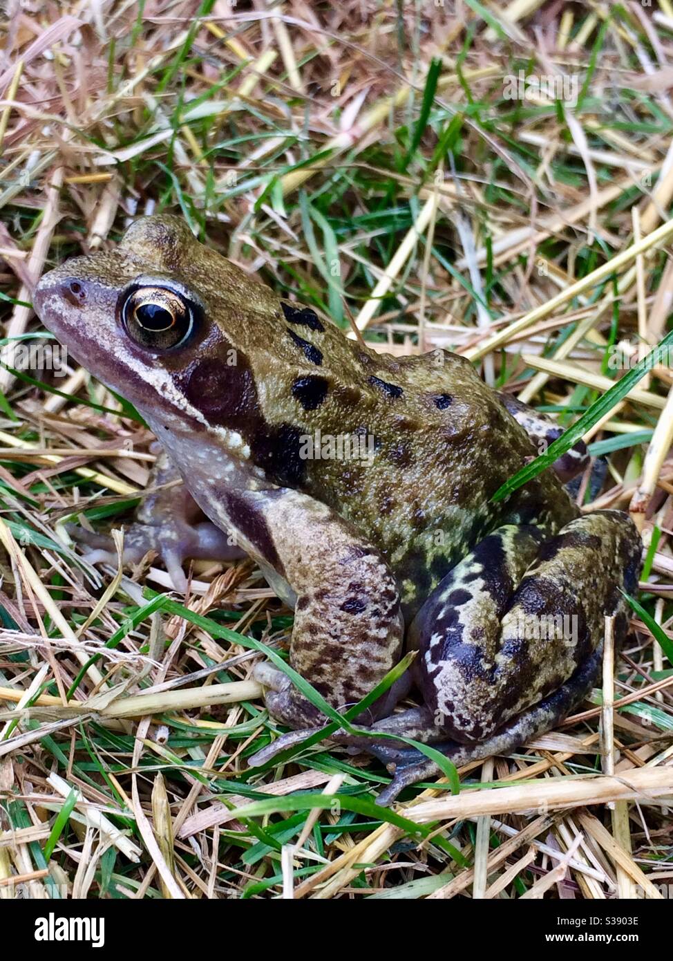 Grasfrosch - Smartphone-aufgenommenes Stockfoto