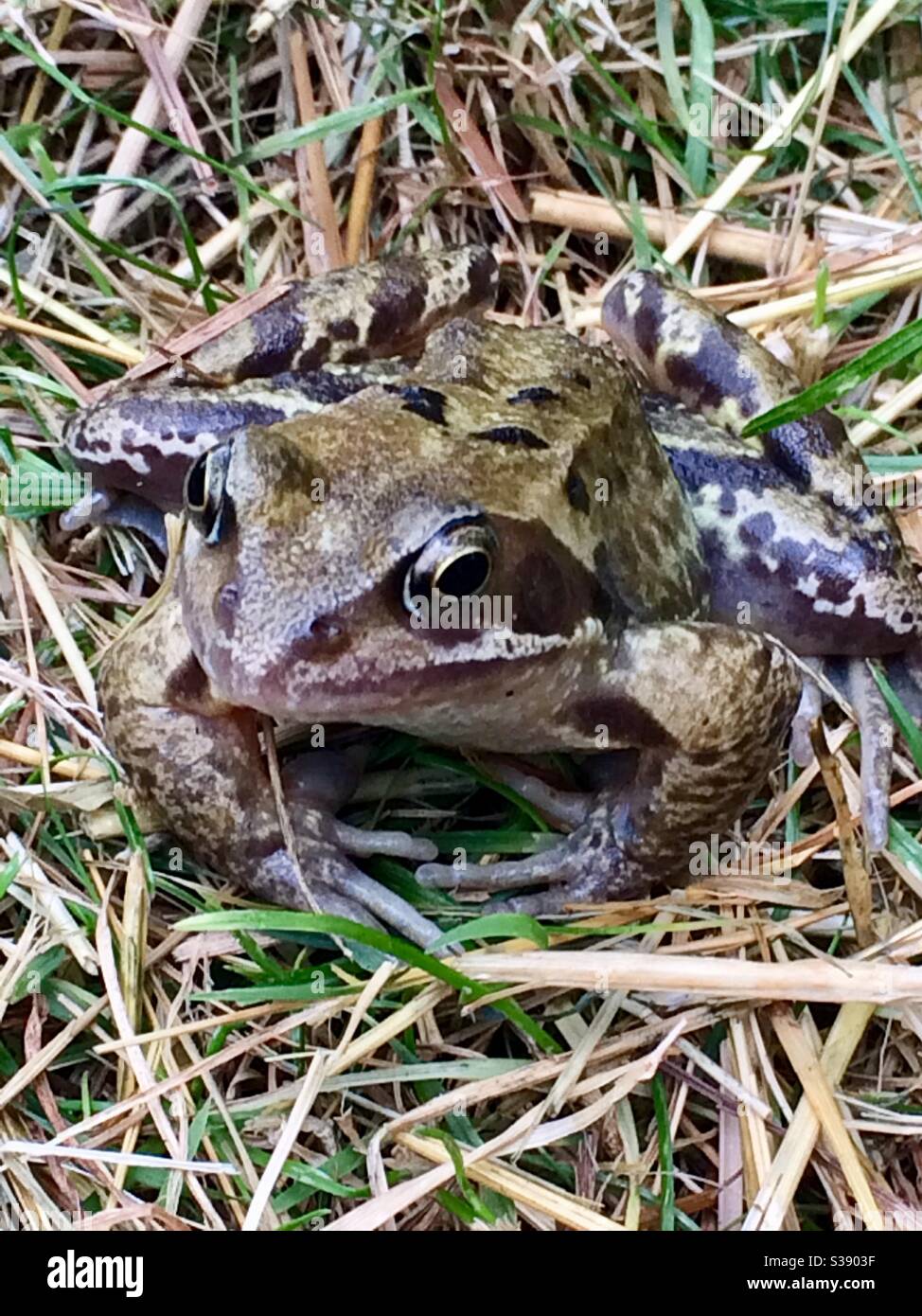 Grasfrosch - Smartphone-aufgenommenes Stockfoto