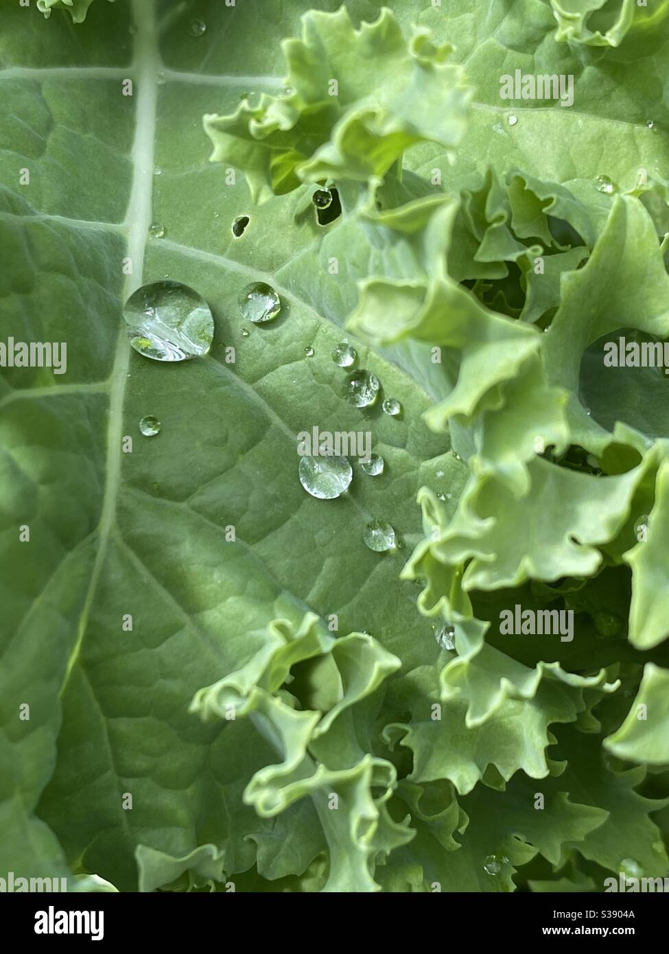 Kale wächst im Garten nach dem Regen - Smartphone-aufgenommenes Stockfoto