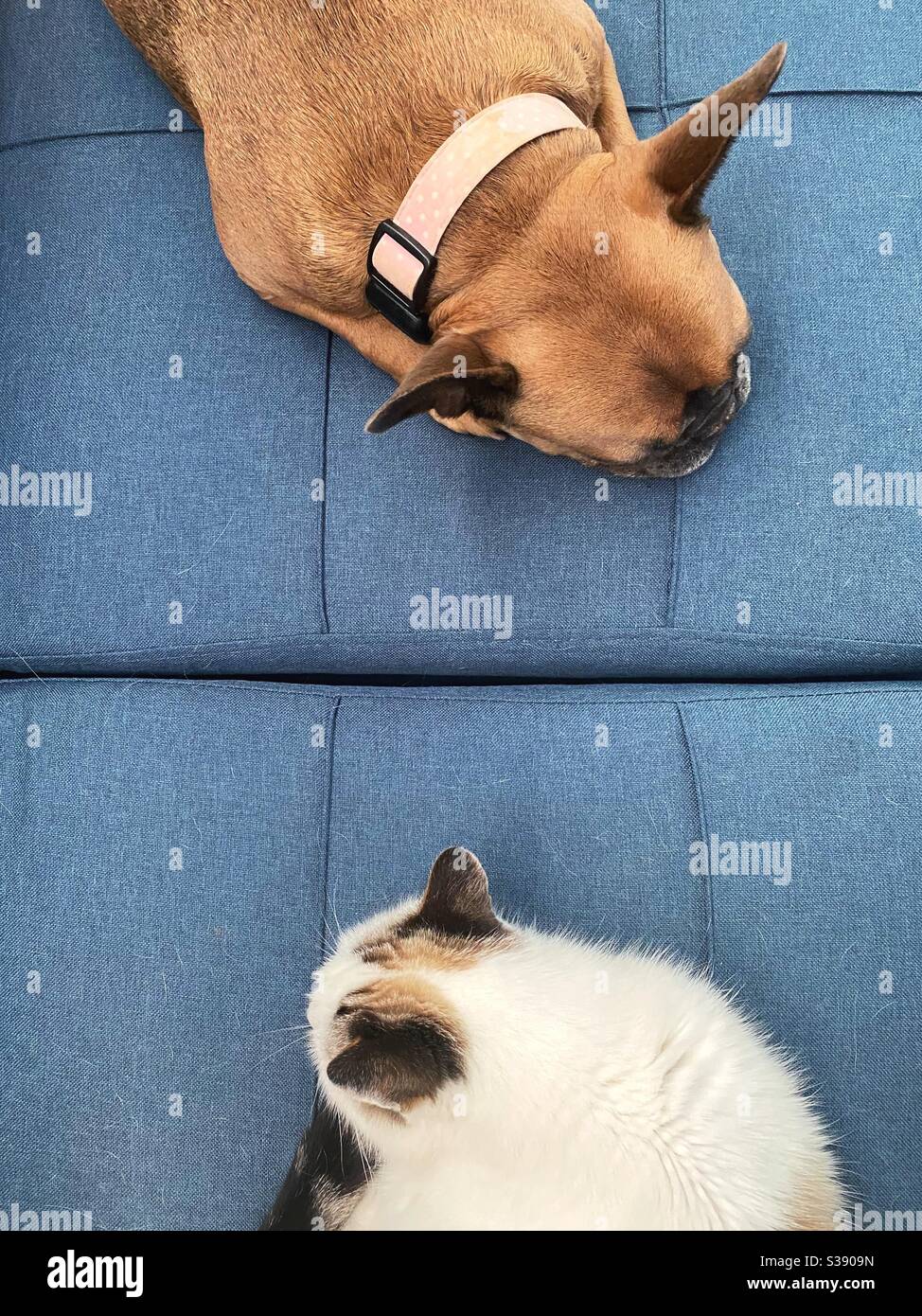 Ein Hund und eine Katze zusammen auf einem Sofa, von oben gesehen. Stockfoto