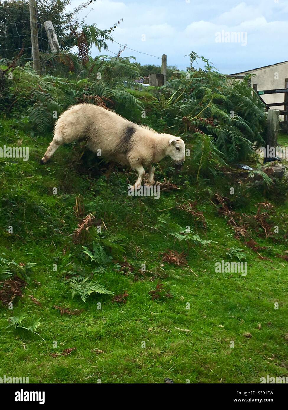 Schafe, die auf einer grasbewachsenen Bank hinunterspringen Stockfoto