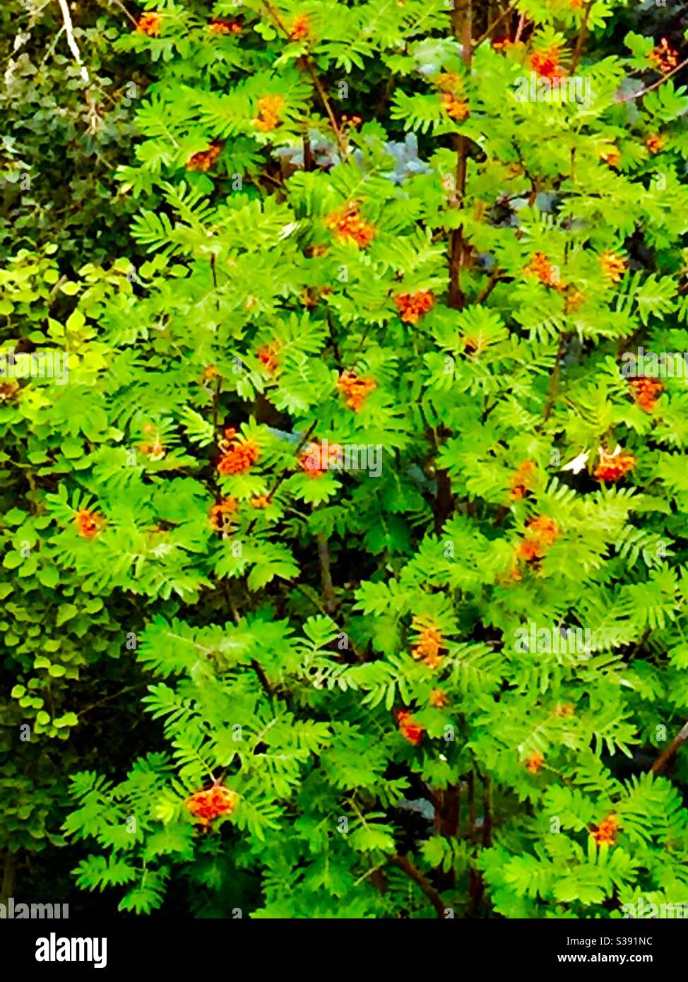 Bergasche, Baum, Orange, Beeren, Herbst, Herbst Stockfoto