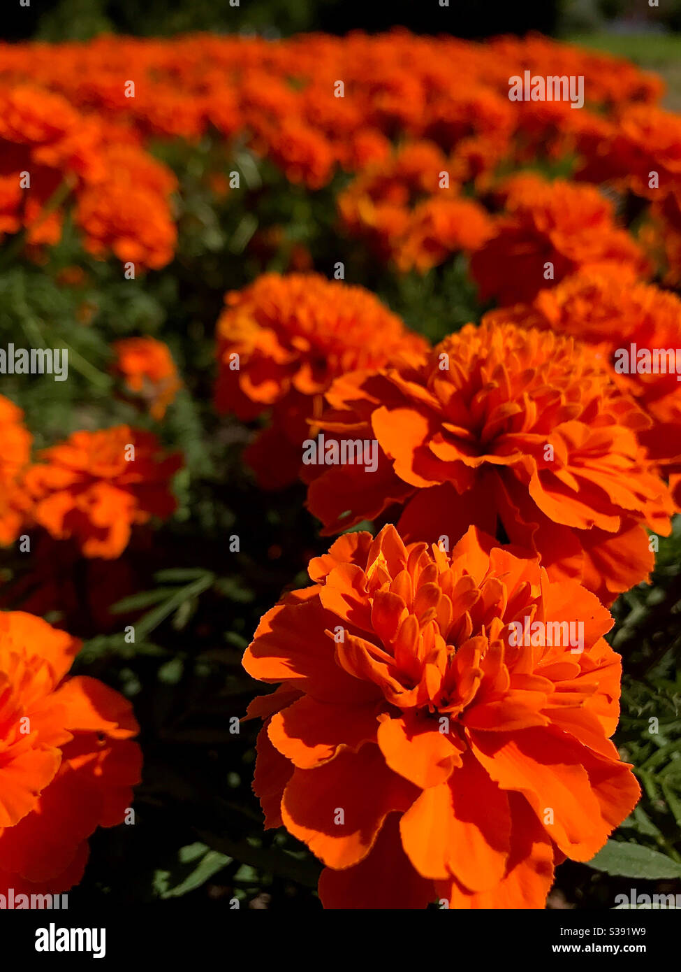 Orangenblüten badeten in der Sonne - Smartphone-aufgenommenes Stockfoto
