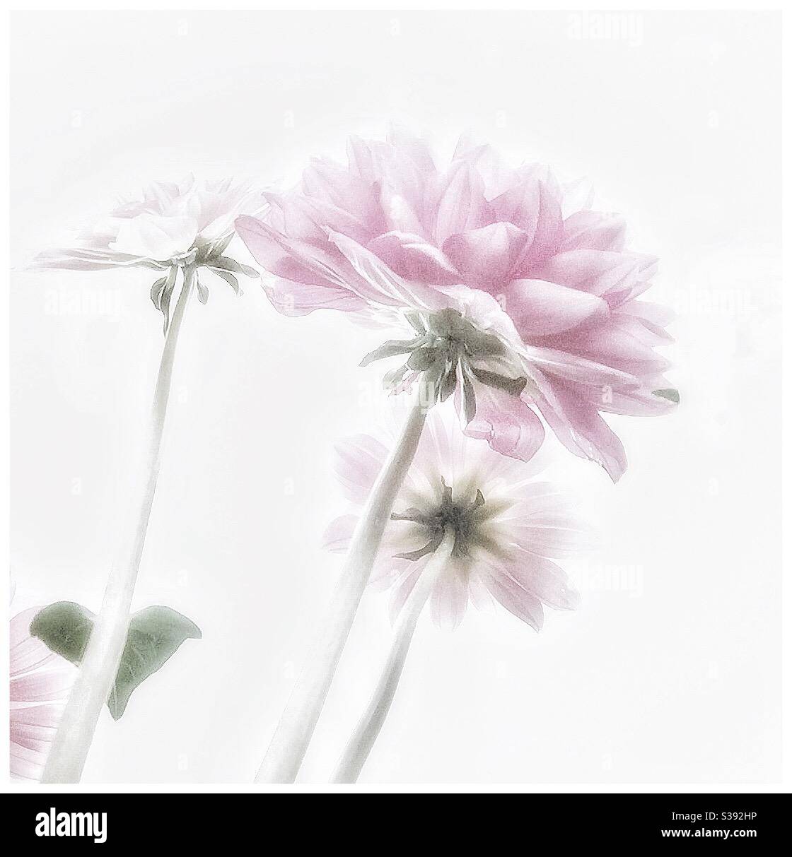 Dahlien. Stockfoto