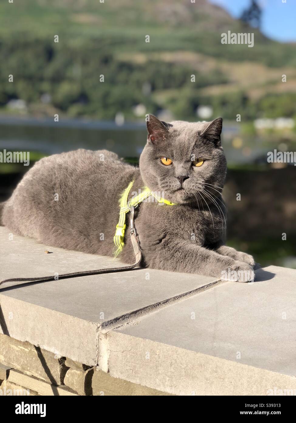 Britische blaue Katze genießt seinen Urlaub in Schottland, lebt sein bestes Leben. Stockfoto