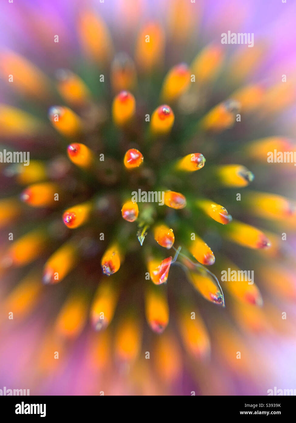 Details einer Koneblume blühen aus nächster Nähe Makrofotografie Stockfoto
