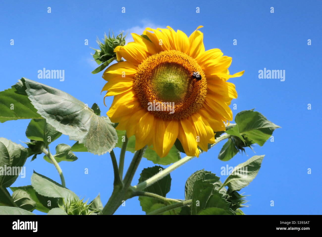 Sunflowe on Blue Sky - Sonnenblume vor blauem Himmel Stockfoto