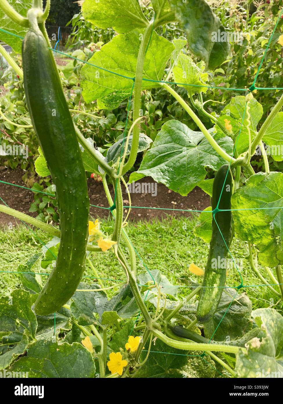 Die Gurken, die auf der Pflanze auf der Zuteilung wachsen - Smartphone-aufgenommenes Stockfoto