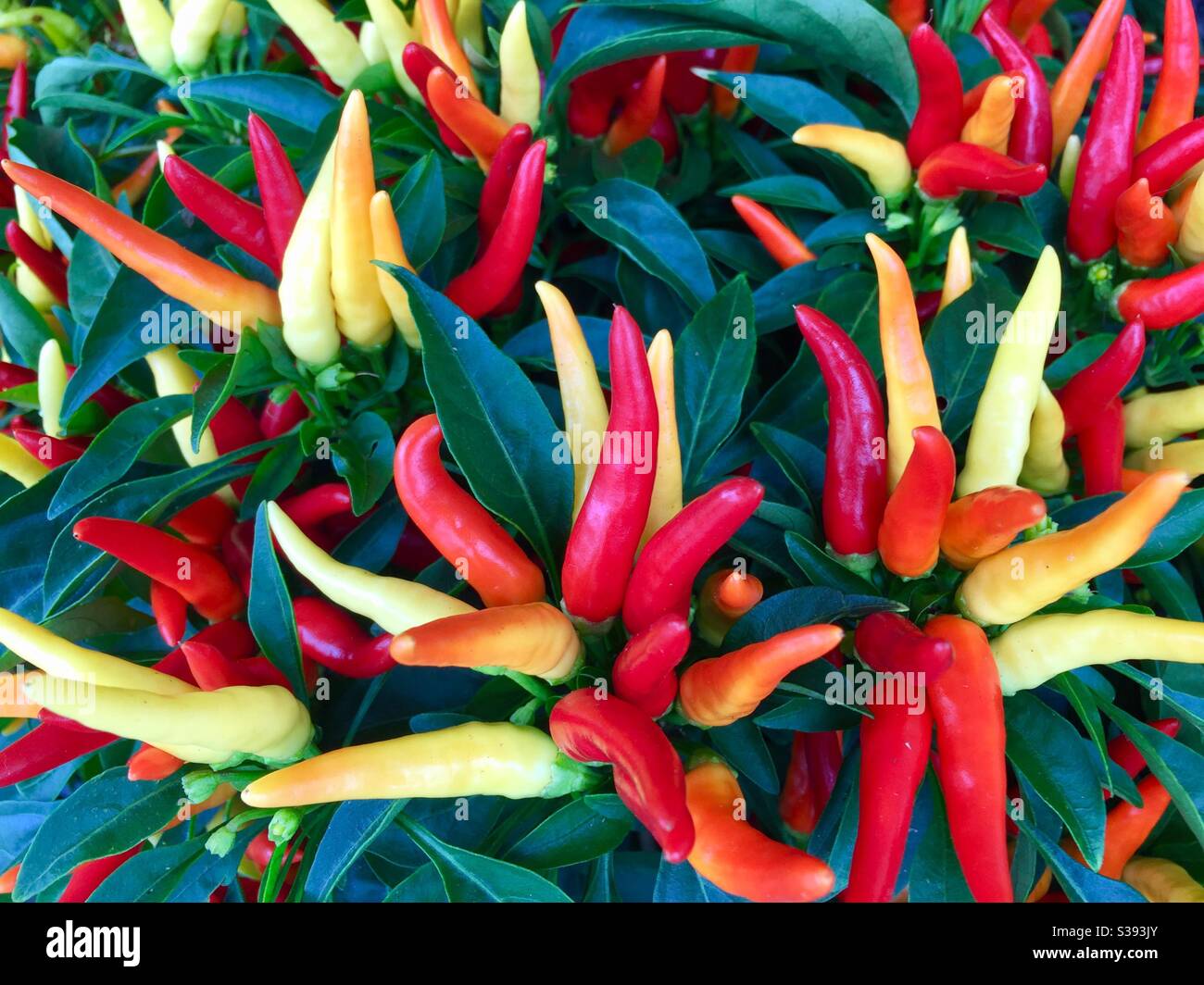 Farbenfrohe Chilli-Paprika (Capsicum annuum) in ihrer lebendigen Schönheit. Stockfoto