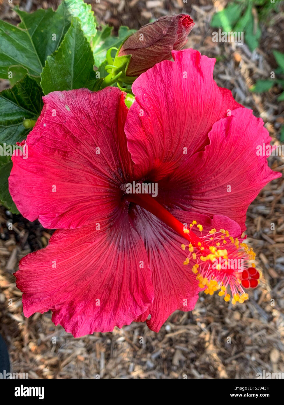 Blütenmakro tief roter Hibiscus Rosa Sinensis - Smartphone-aufgenommenes Stockfoto
