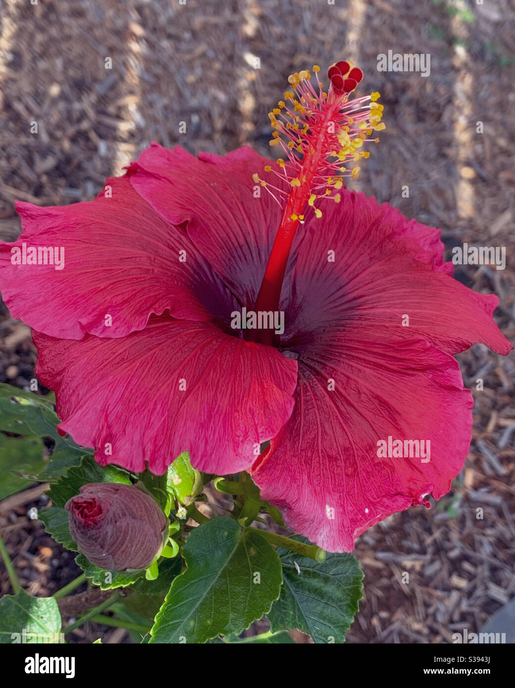 Dunkelmagentarote Hibiskusblume Stockfoto