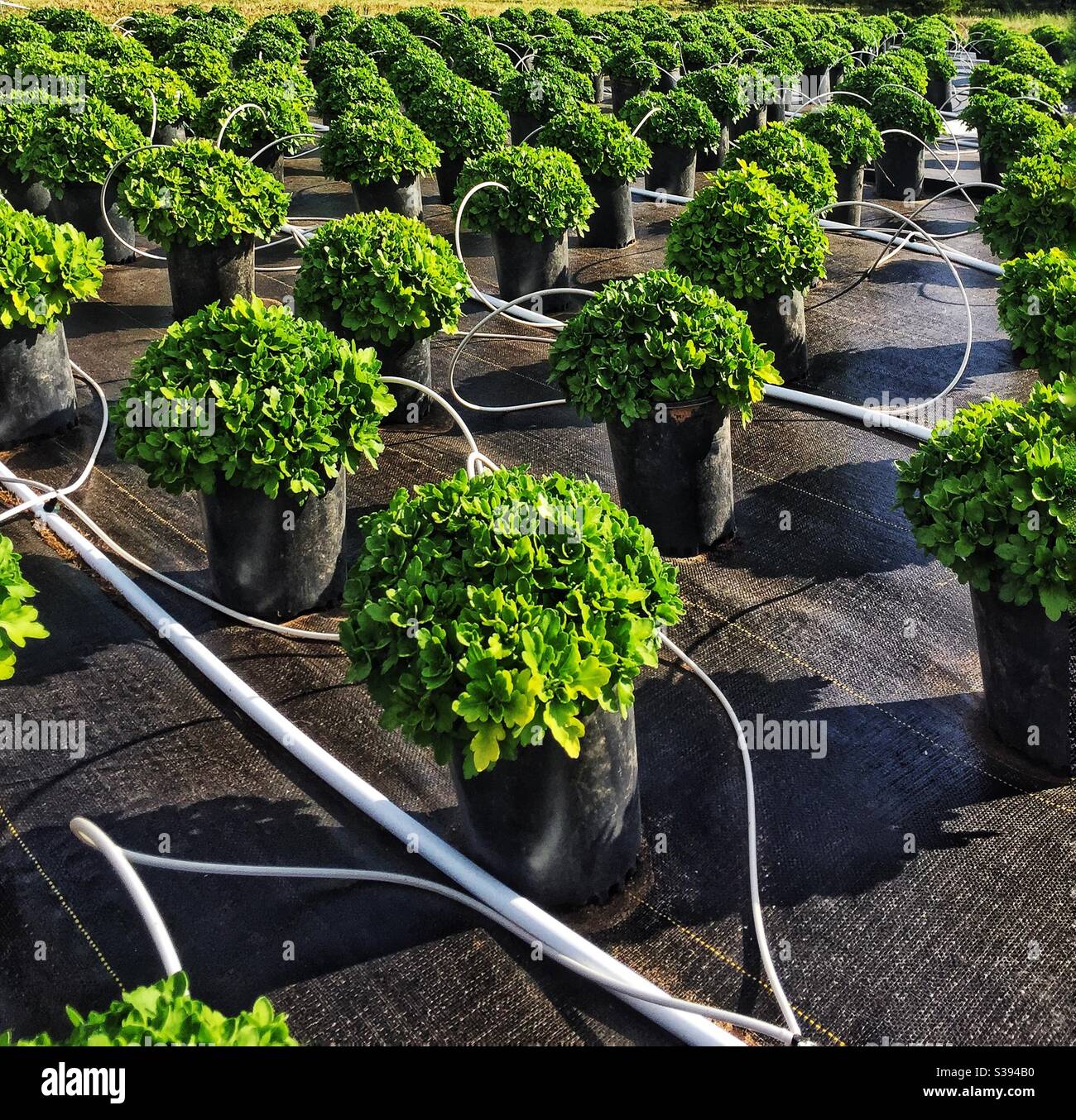 Fallchrysanthemen für den Garten im Freien in einer Pflanzenküserei mit einem speziellen Tropfbewässerungssystem angebaut. Stockfoto
