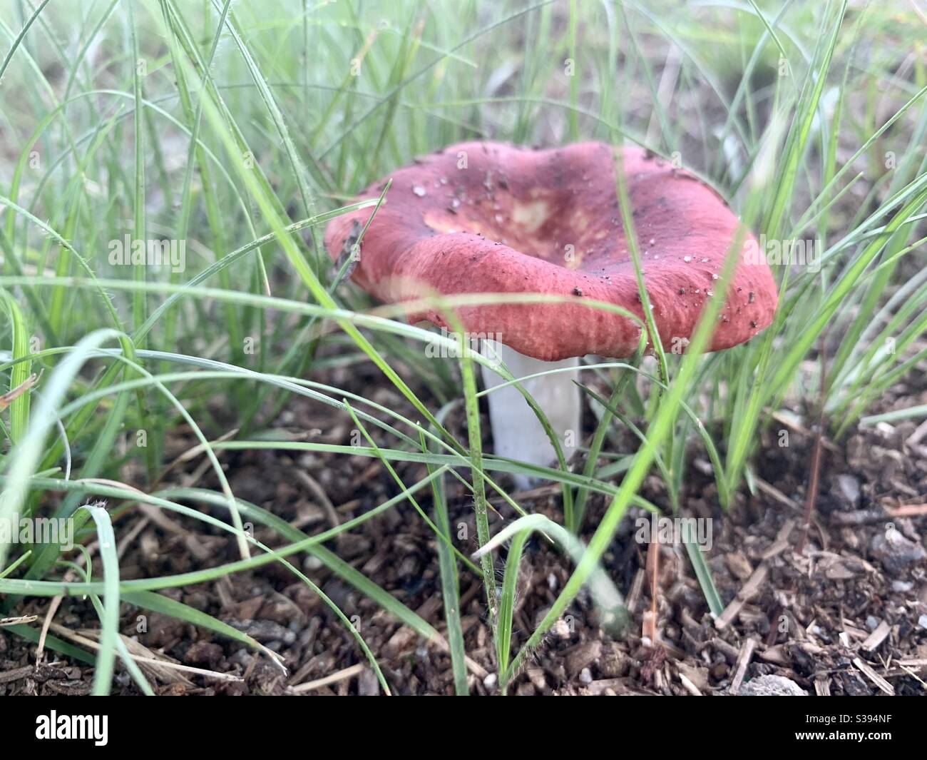 Ein hell gefärbter Täubling Pilz Stockfoto