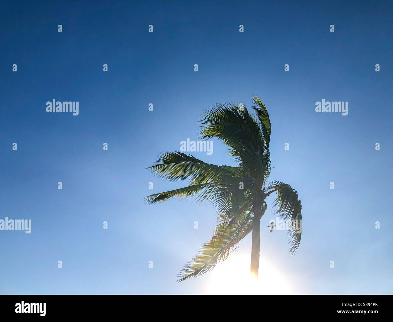 Palme gegen blauen Himmel und fliegenden Vogel. Stockfoto
