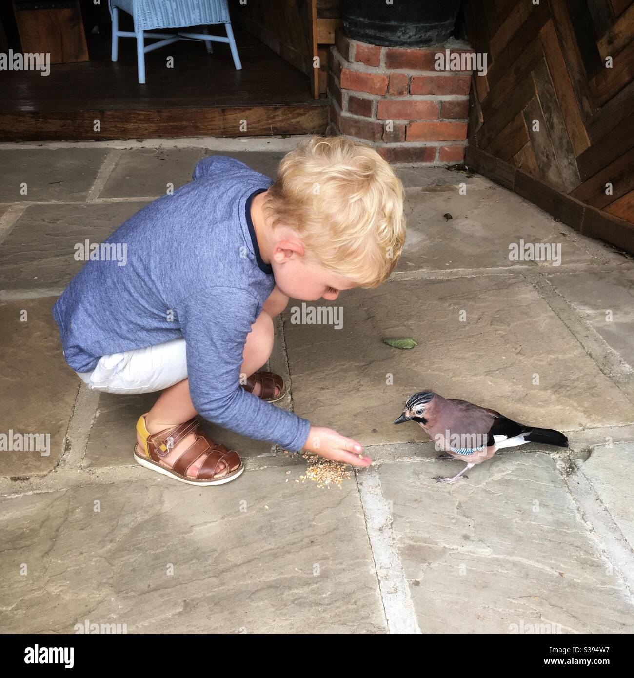 Dreijähriger Junge, der einen Eichelhäher füttert, Hampshire, England, Vereinigtes Königreich. Stockfoto