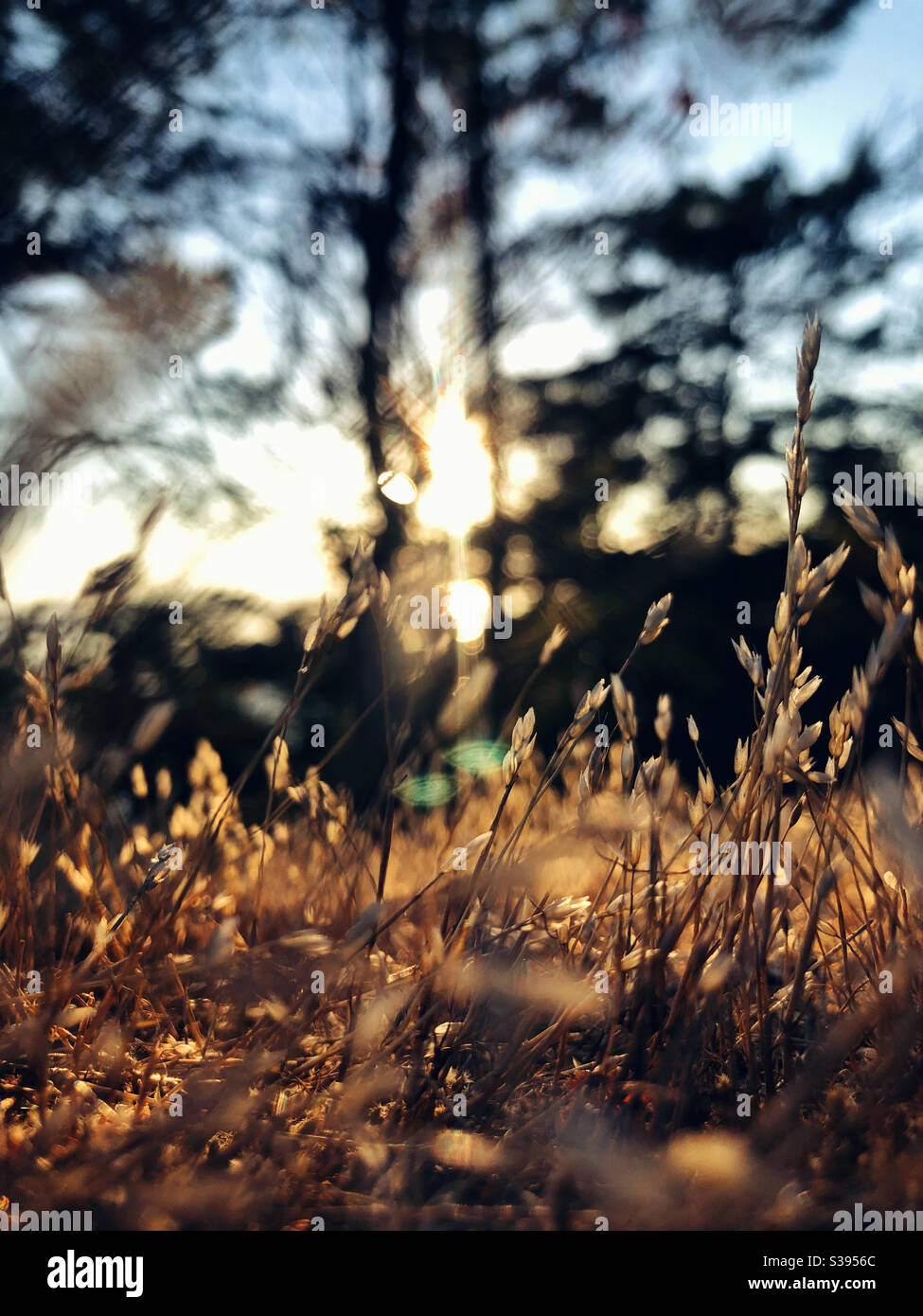 Golden grass Stockfoto