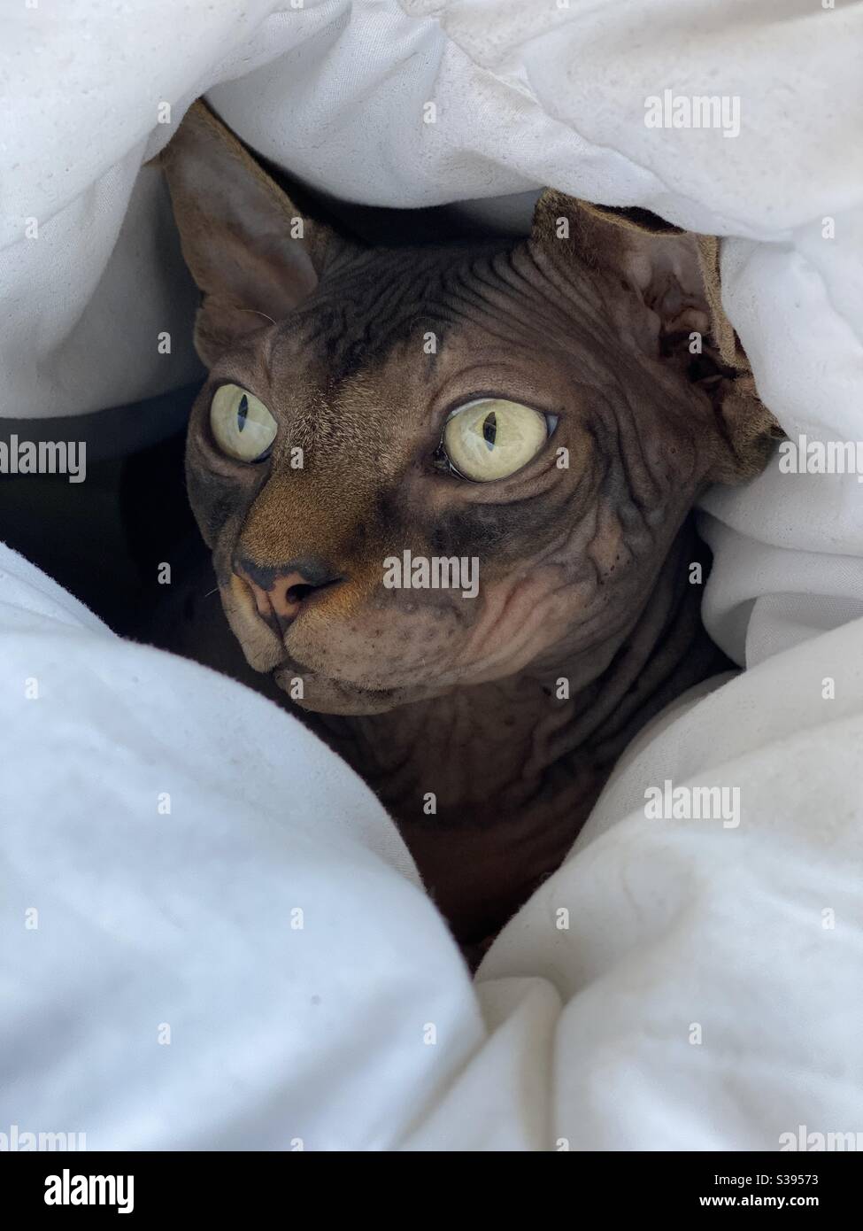 Haarlose Sphinx Katze in Bettwäsche Stockfoto