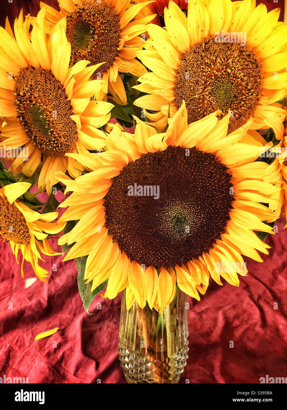 Große kühne Sonnenblumen in einer Glasvase. Stockfoto