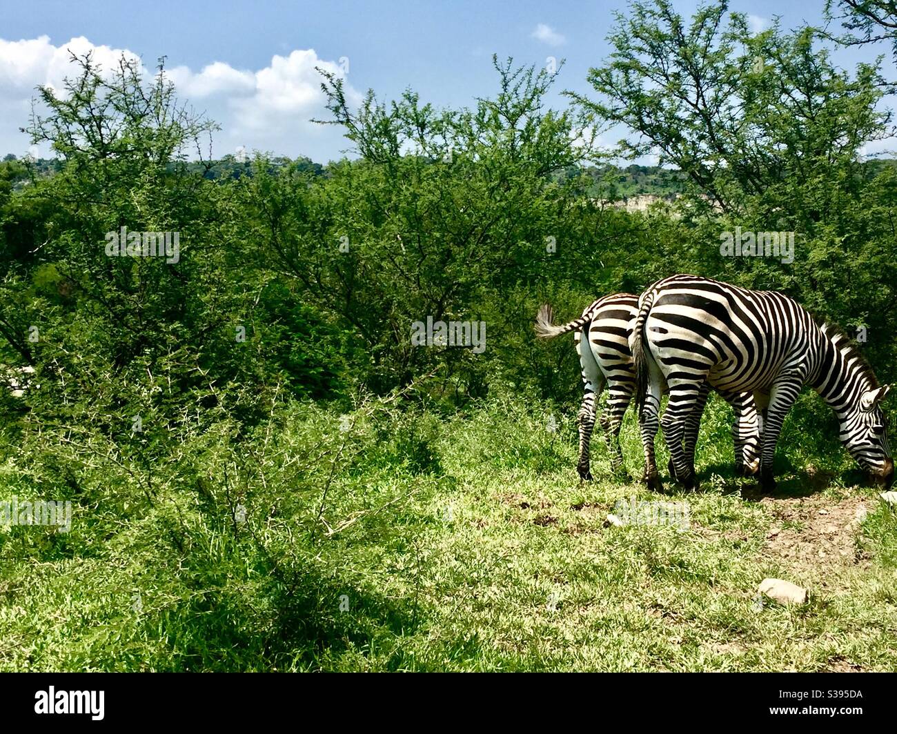 Zebras Stockfoto