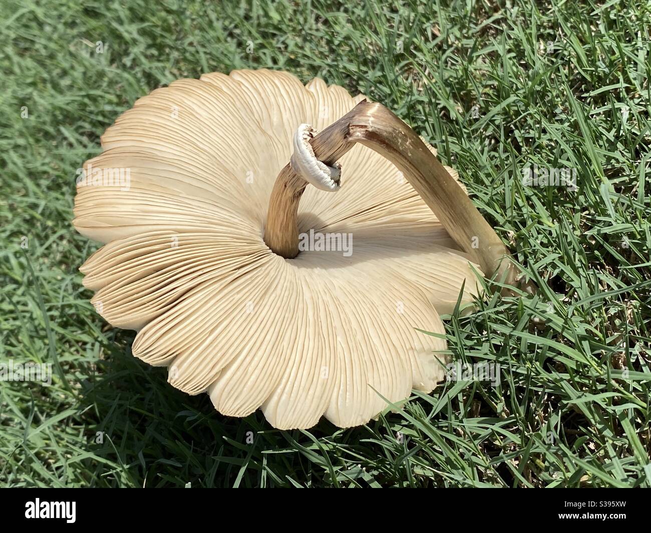 Unterseite eines Schirmpilzes - Smartphone-aufgenommenes Stockfoto