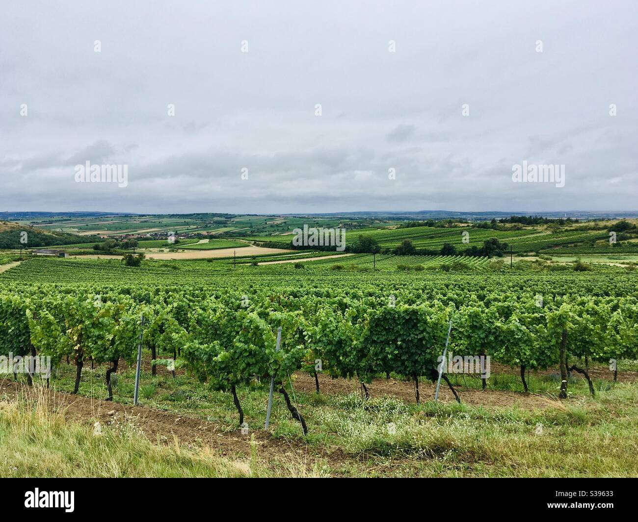 Weinberg - Smartphone-aufgenommenes Stockfoto