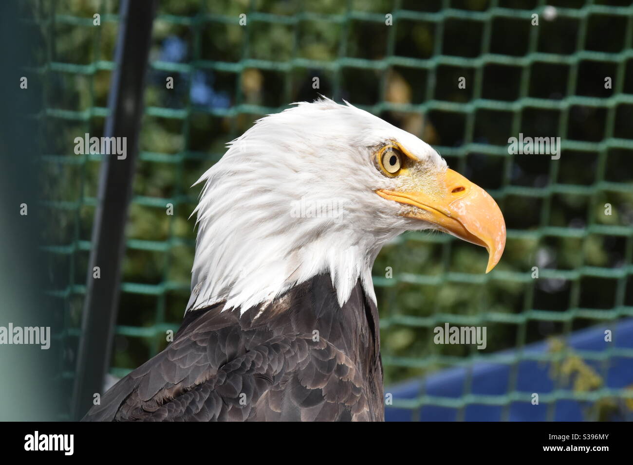 Weißkopf-Seeadler-Porträt Stockfoto