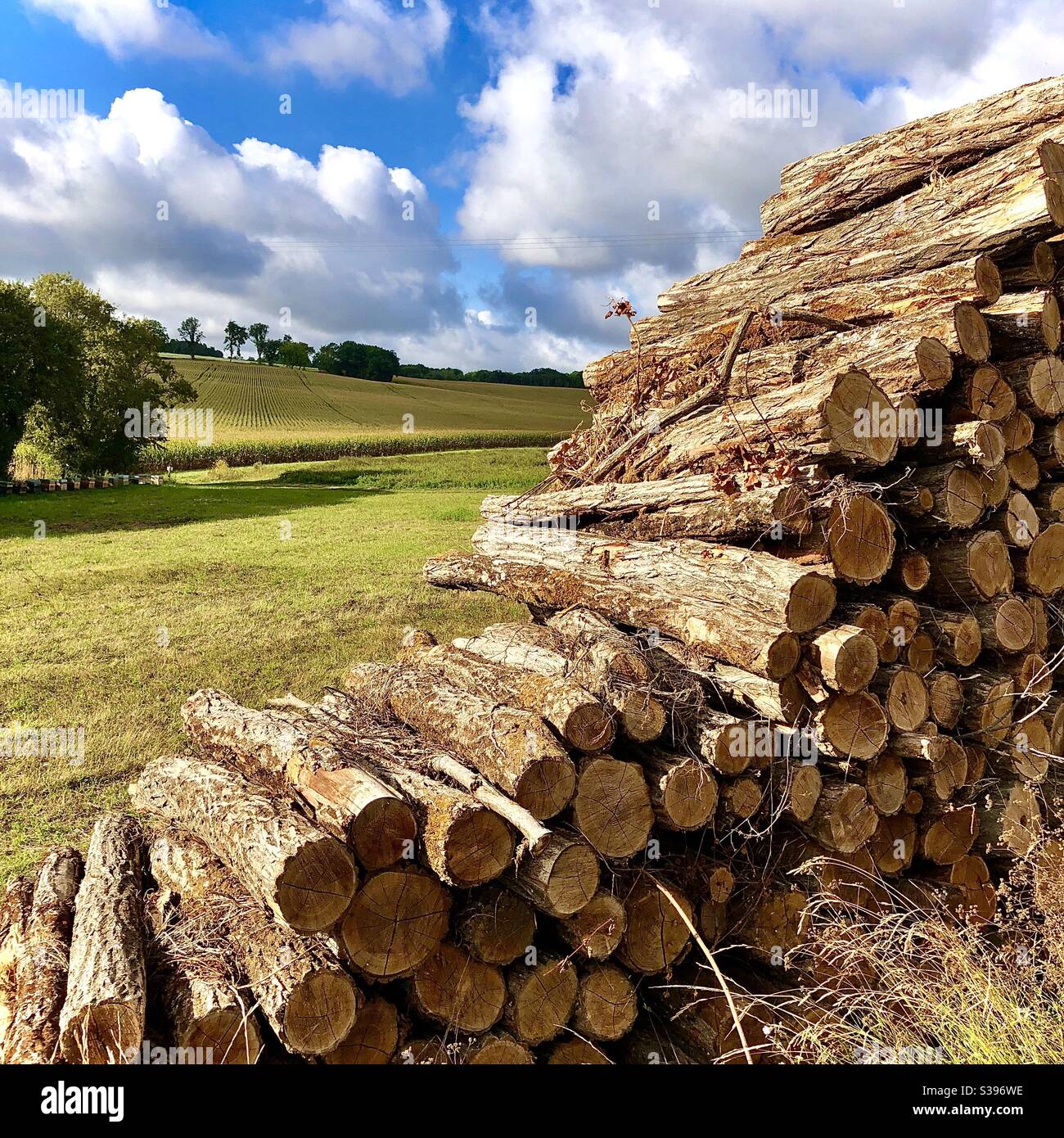 Frisch geschnittene Holzstämme für den kommerziellen Gebrauch, die auf den Transport in der französischen Landschaft warten. Stockfoto