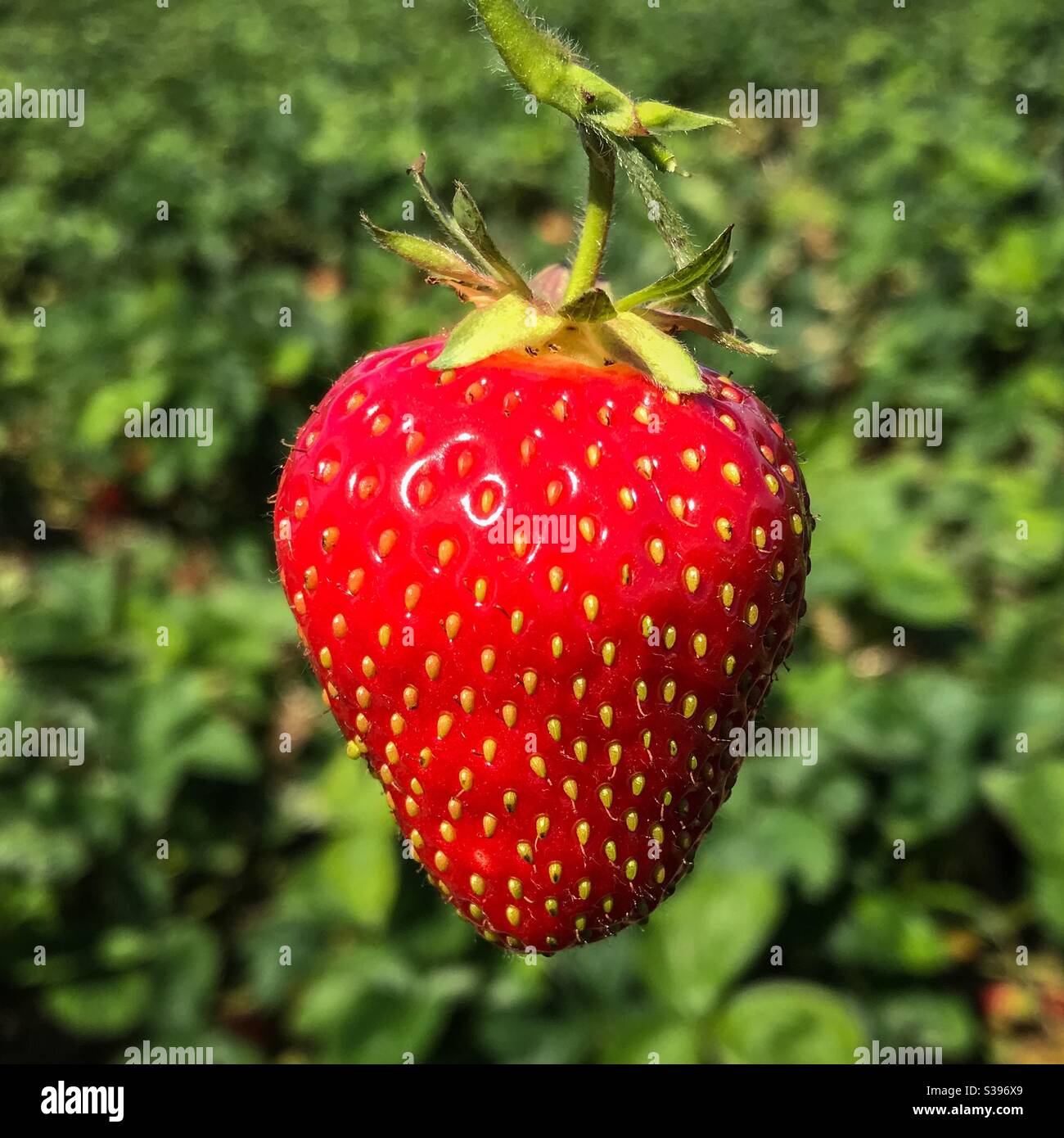 Eine perfekt reife und saftige Erdbeere Stockfoto