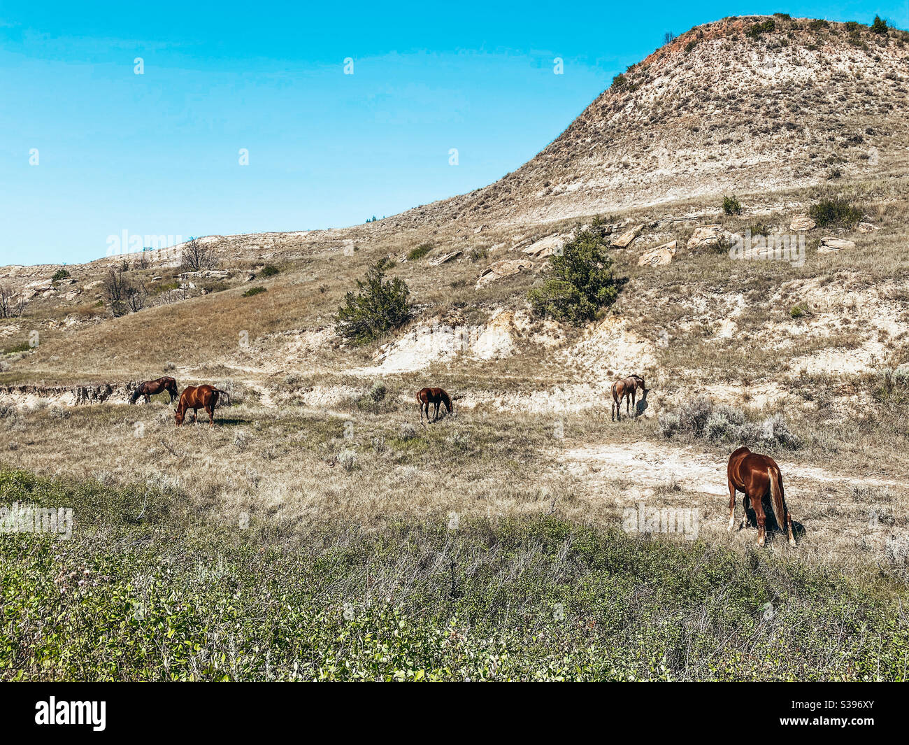 Wilde Pferde grasen neben einer butte in den Badlands Stockfoto