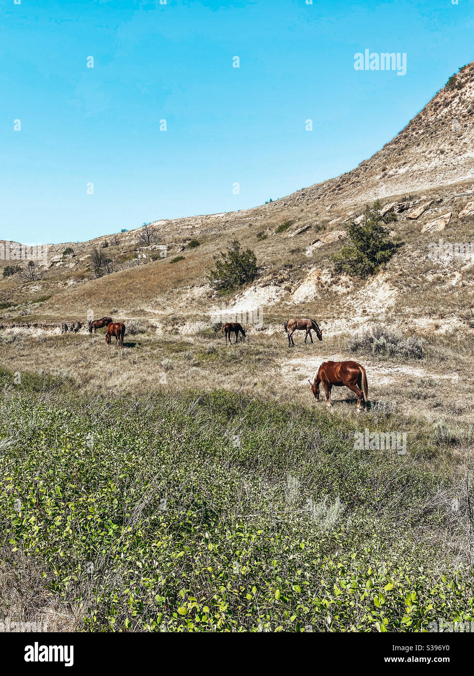 Wilde Pferde grasen in den Badlands neben einer butte Stockfoto