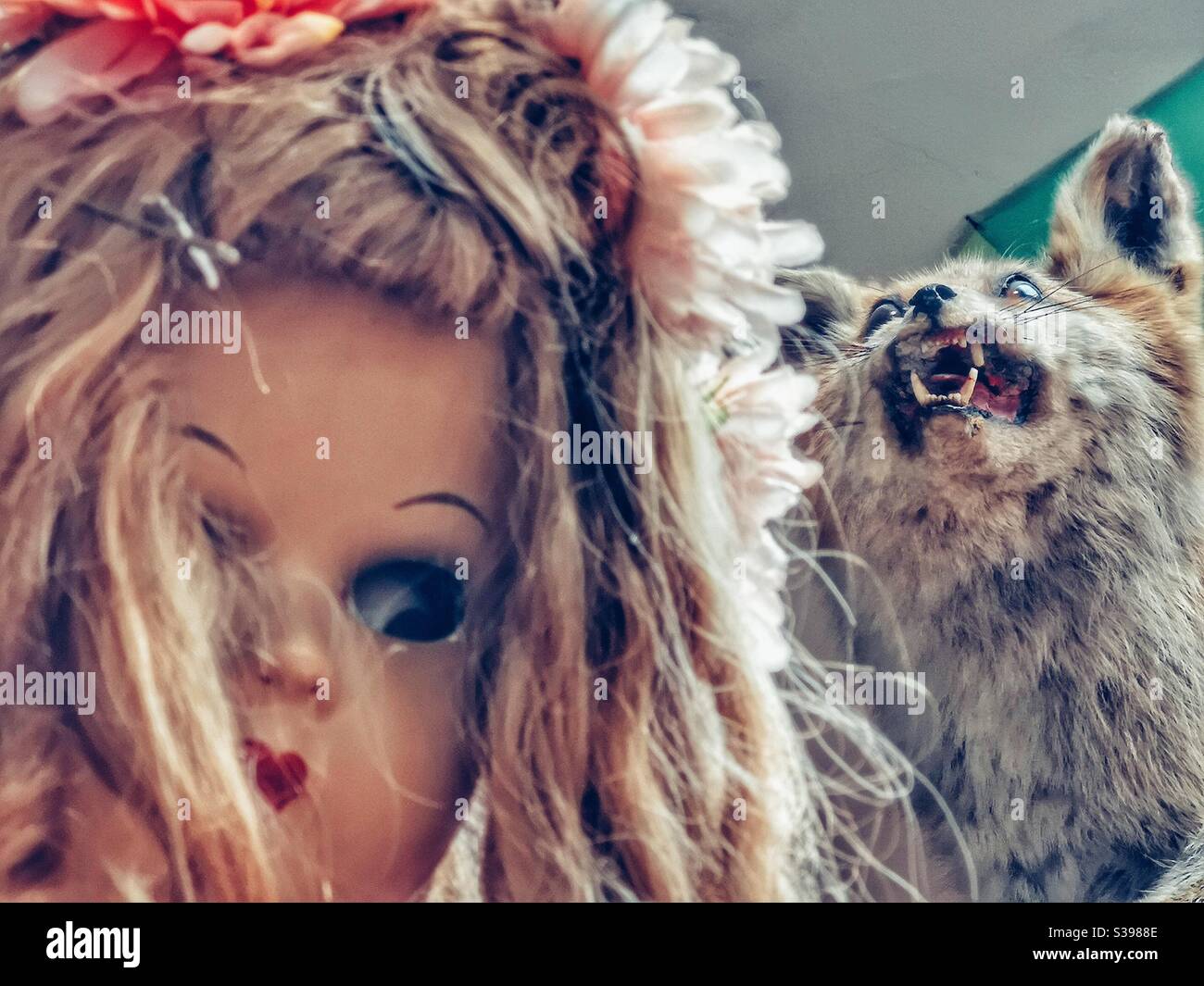 2020 Vibes: Gruselige Vintage Puppe und mangy gestopfter Fuchs in einem Charity-Shop Stockfoto
