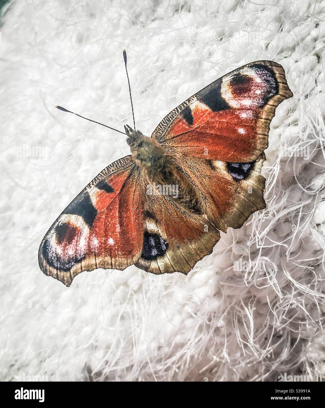 Europäische Tagpfauenauge Stockfoto