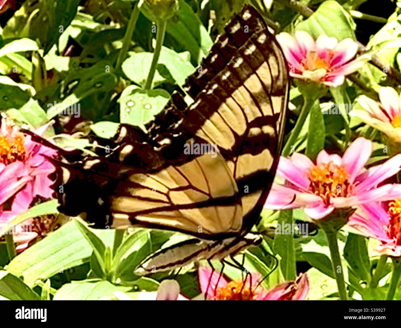 Östlicher Tiger Schwalbe Schwanz Schmetterling Stockfoto