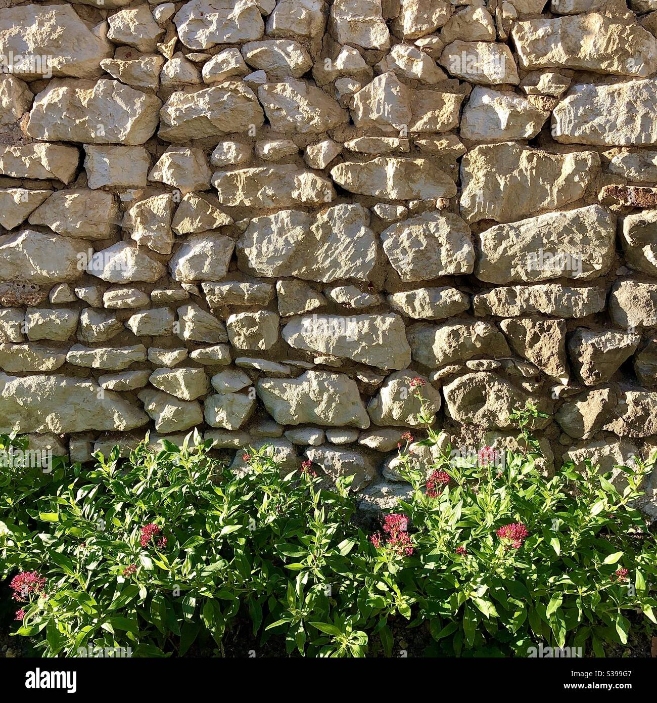 Zufällige Steinmauer mit wilden Baldrian-Pflanzen. - Smartphone-aufgenommenes Stockfoto