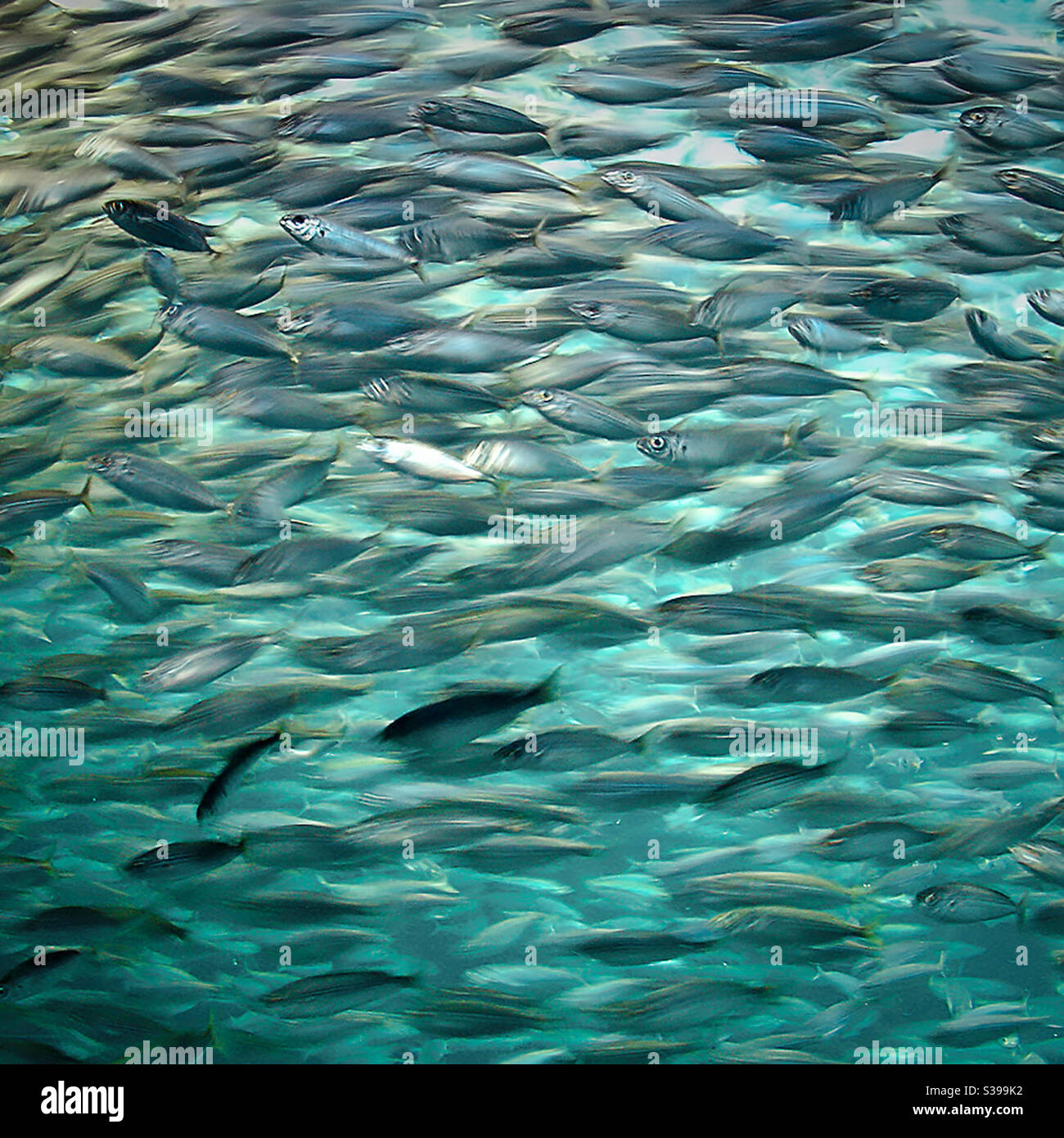 Ein Schwarm von Sardinen Fische schwimmen dicht gedrängt zusammen Seite an Seite durch das blaue Wasser Stockfoto