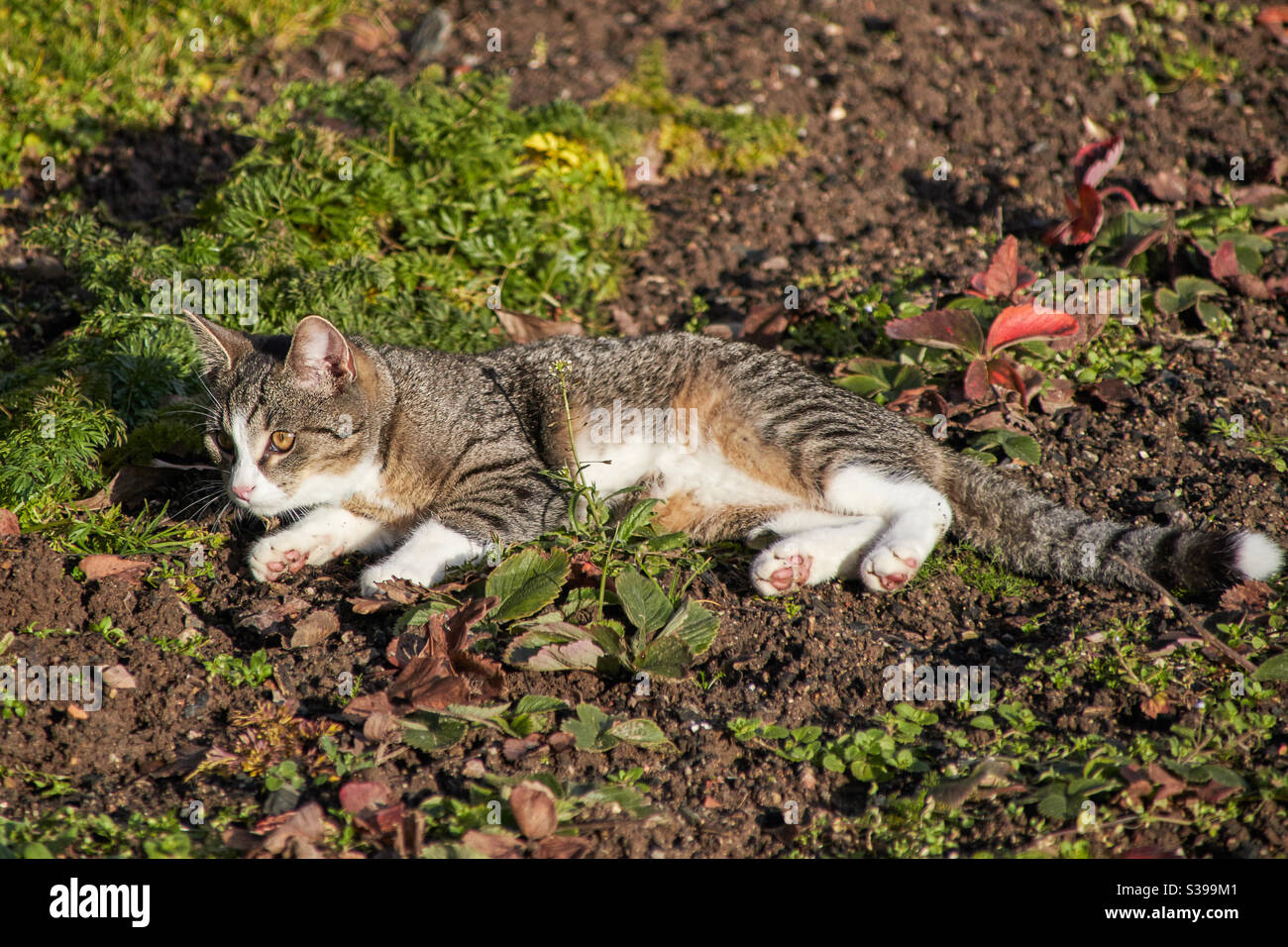 Eine grau beige Makrelenkatze mit weißen Pfoten, Nase und Schwanzspitze ruht auf dem Feld und liegt in der Sonne. Die rosa Ballen der Pfoten sind zu sehen Stockfoto