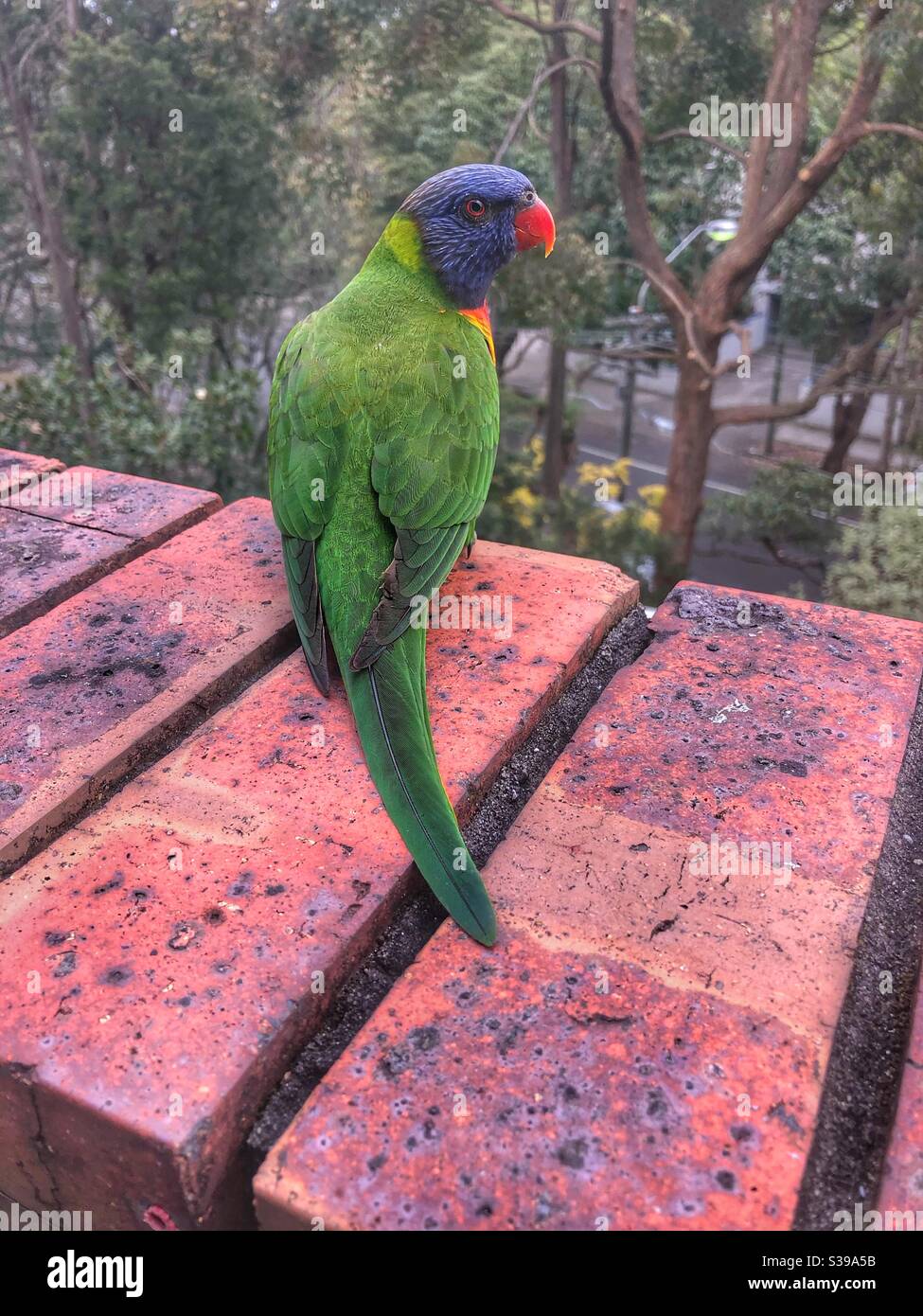 Rainbow Lorikeet auf dem Balkon in Sydney Stockfoto