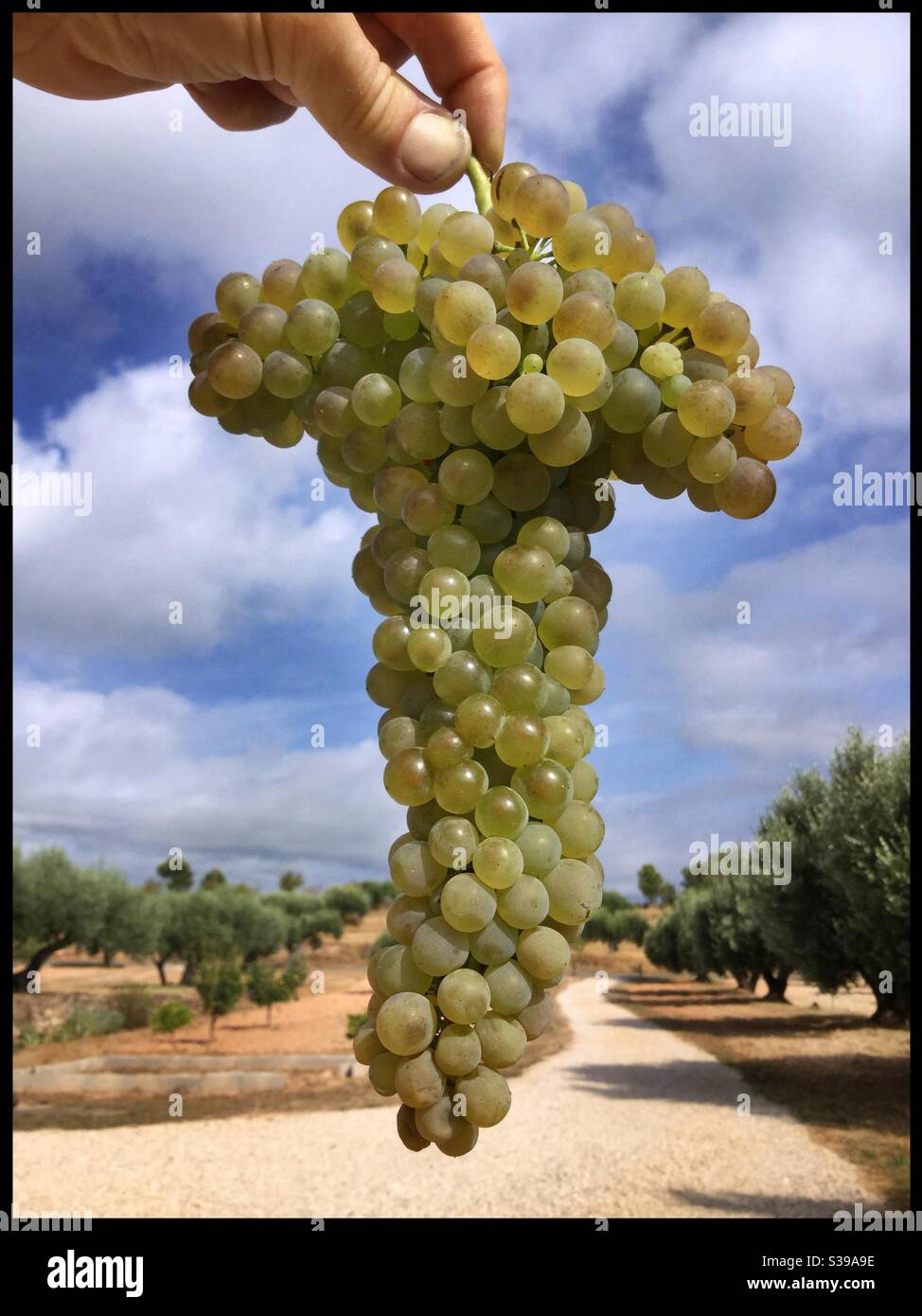 Viognier Trauben bei der Ernte, Katalonien, Spanien. Stockfoto