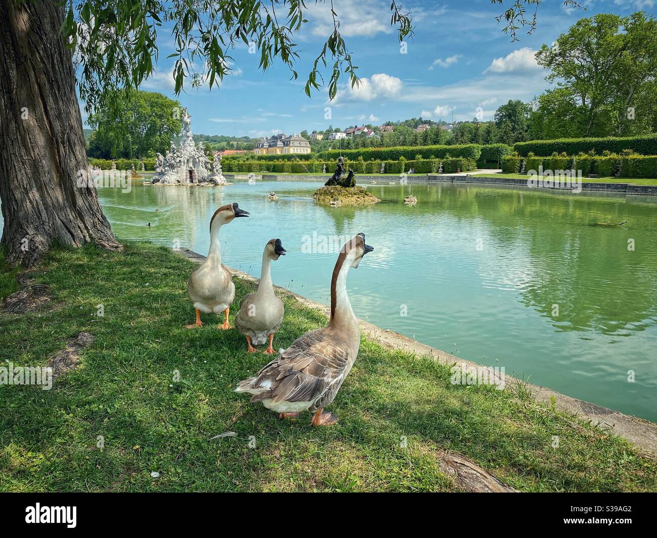 Drei Gänse am Rokoko-Gartenteich in der Sommerresidenz bei Würzburg. Stockfoto