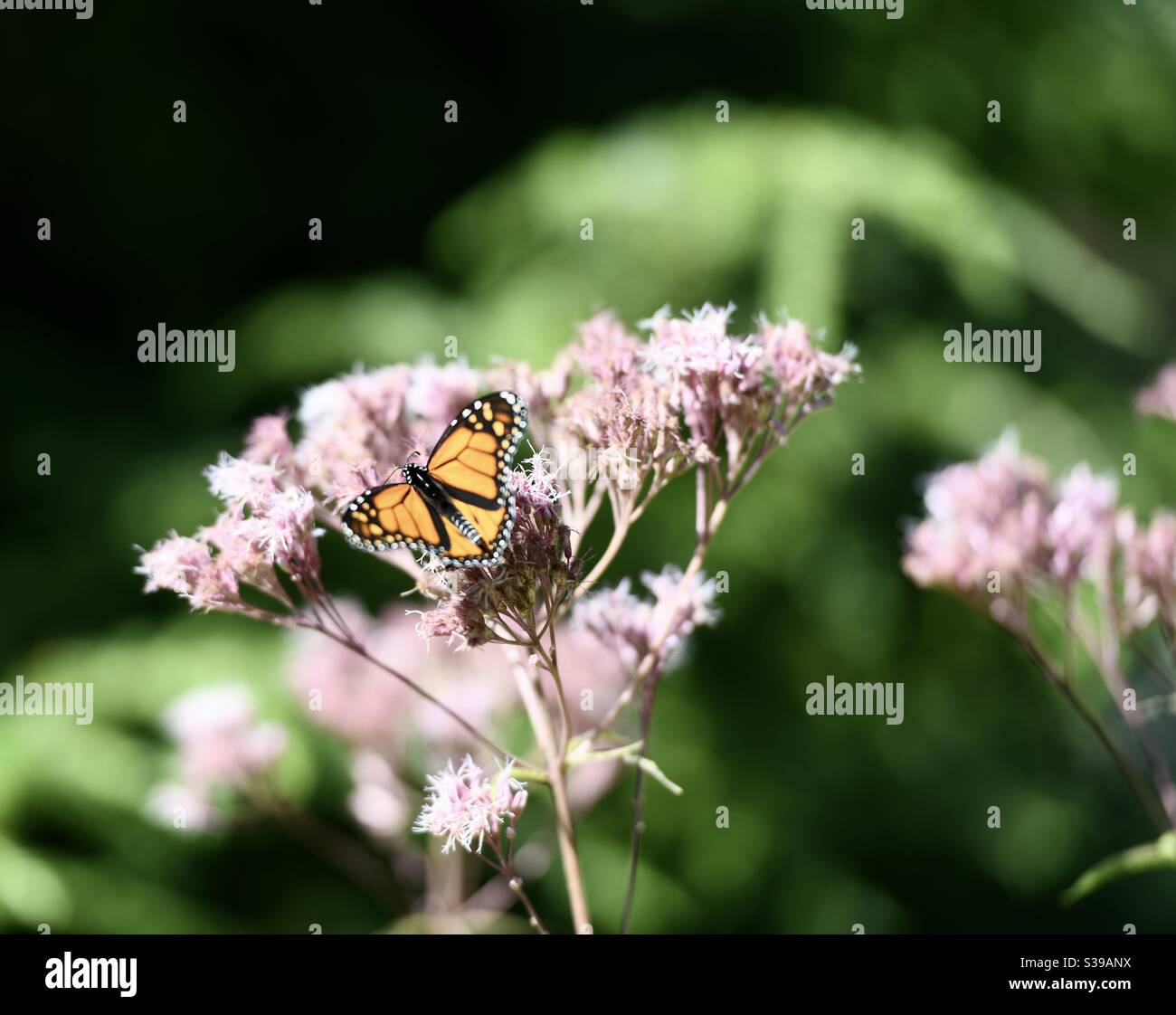 Schöner Schmetterling auf einer wilden Blume in Vermont Stockfoto