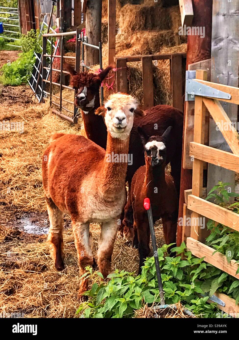 Alpaca Erlebnis - Smartphone-aufgenommenes Stockfoto