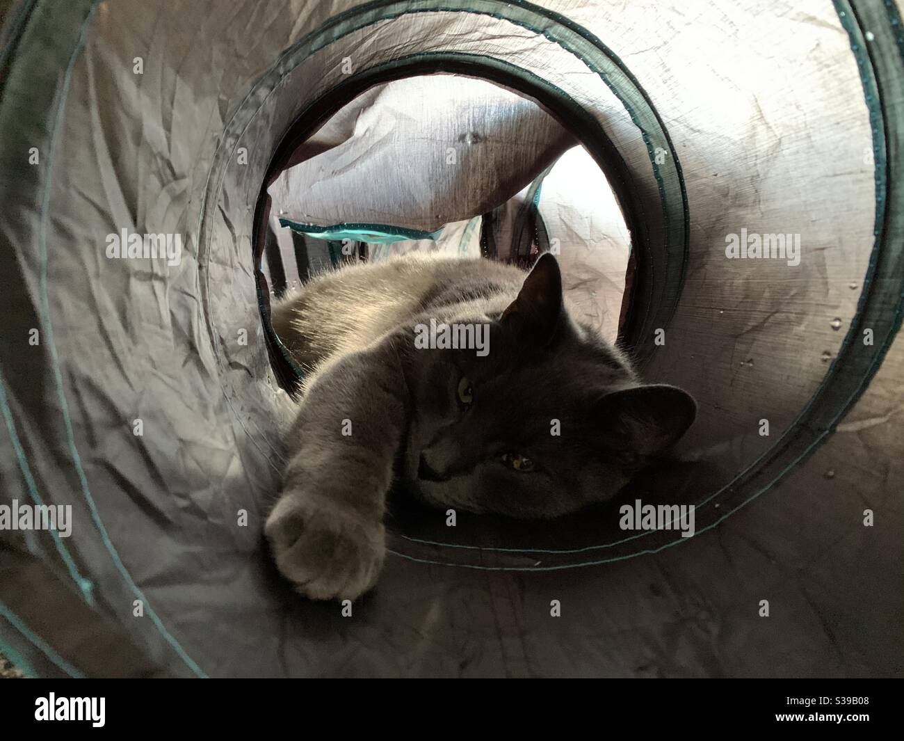 Niedliche Kätzchen faulenzen im Tunnel Stockfoto