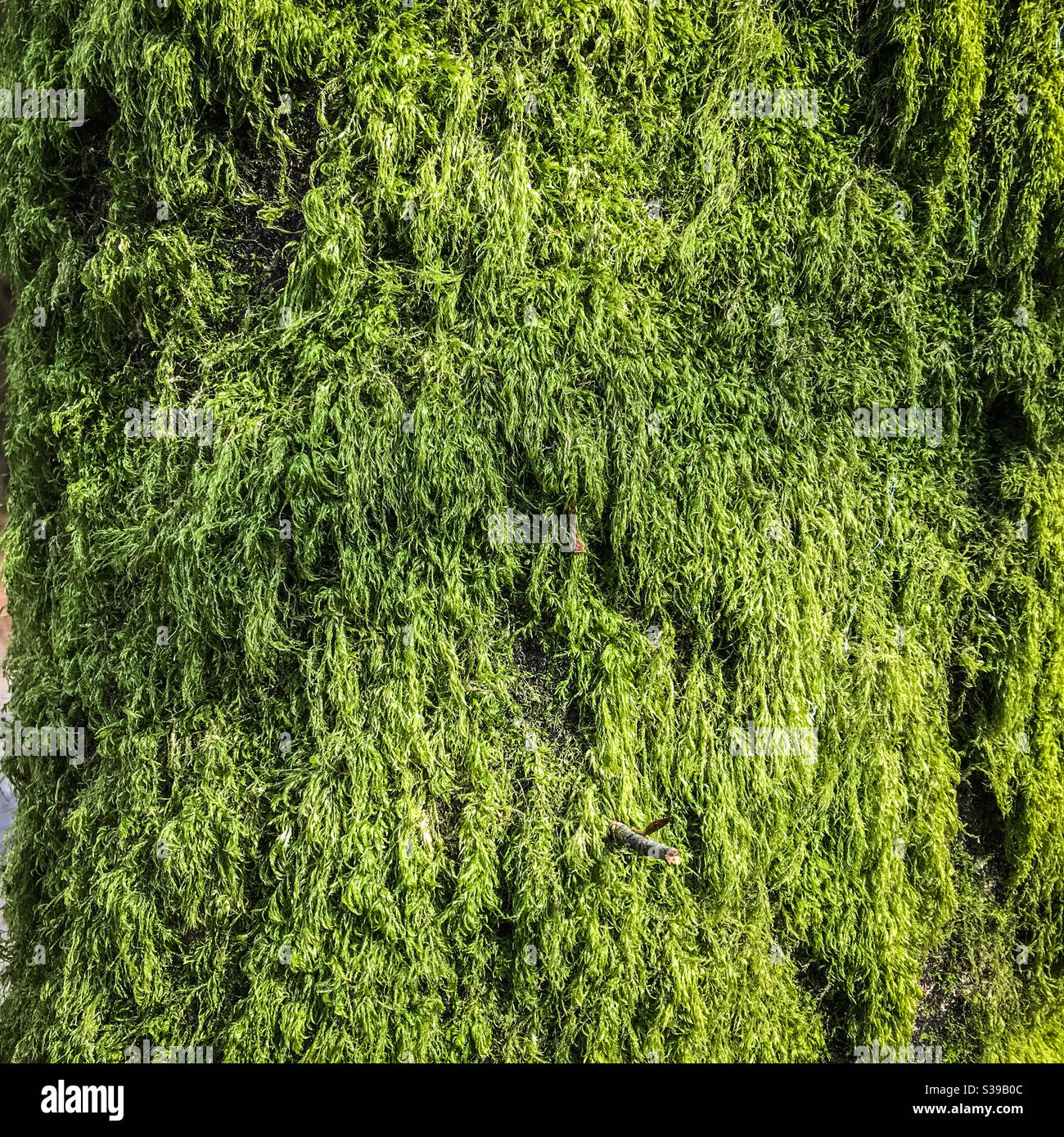 Moos wächst auf einem Baum - Smartphone-aufgenommenes Stockfoto